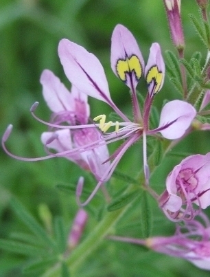 CLEOME hirta African Cleome